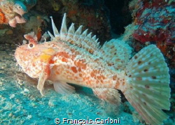 Fish Chapon by François Carloni 